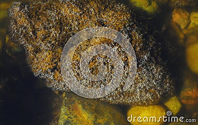 Algae secrete oxygen. Stock Photo