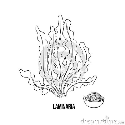 Algae set - laminaria. Green and red edible algae. Black and multi-colored sketch on a white background. Vector hand drawn Cartoon Illustration