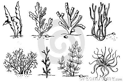 Algae sketch set. Hand drawn seaweed vector set on white background. Vector illustration isolated sketch Vector Illustration