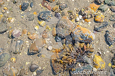 Algae and stones with barnacles on a sandy beach Stock Photo