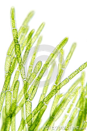 Algae under microscopic view Stock Photo