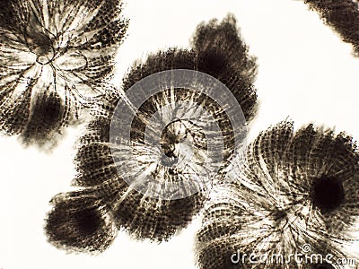 Algae under microscopic view, freshwater red algae, Rhodophyta, Batrachospermum sp. background Stock Photo