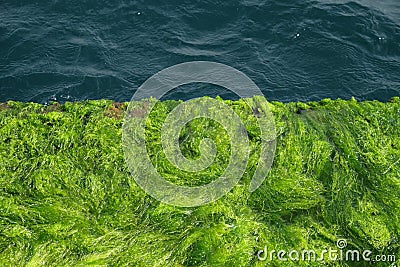 Algae at waterfront Stock Photo