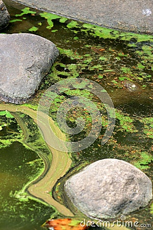 Algal bloom Stock Photo