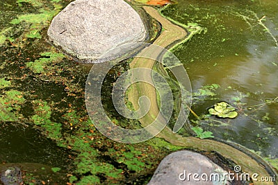 Algal bloom Stock Photo