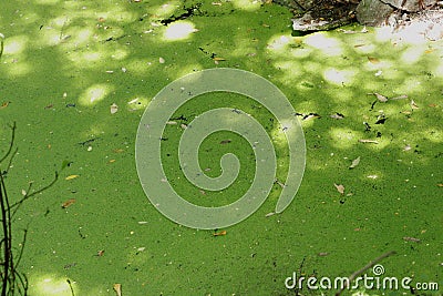 Completely Covered water body with Algal bloom by cyanobacterial growth in uncontrolled fashion Stock Photo