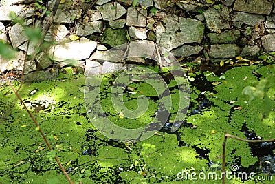 Cyanobacterial Algal Bloom formation covering the water bodies forming a green covering Stock Photo