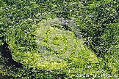 Algal bloom Stock Photo