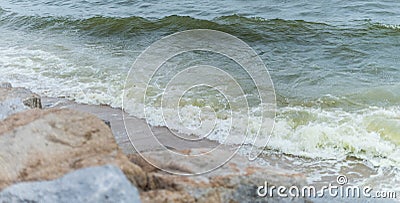 Algal bloom in sea Stock Photo