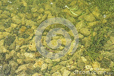 Algal blooms - green dirty surface on river Stock Photo