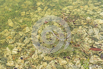 Algal blooms - green dirty surface on river Stock Photo