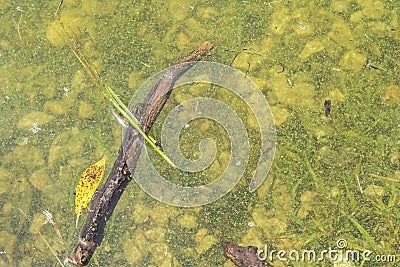 Algal blooms - green dirty surface on river Stock Photo