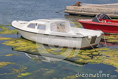 Algal blooms in seawater in coastal areas Stock Photo