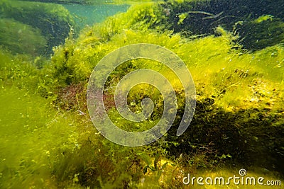 algal mess move in laminar flow after storm, green algae Ulva, Cladophora, Bryopsis oxygenate air bubble, low salinity Stock Photo