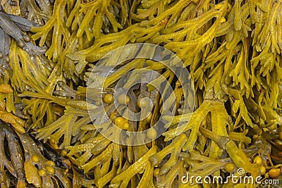 Blasentang Algen im Wasser am Strand Detail Stock Photo