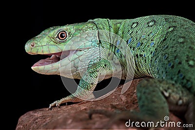 Algerian ocellated lizard Timon pater Stock Photo