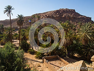 Algerian Sahara desert Oases palm trees and rocky gigantic ones Olympus Camera Stock Photo