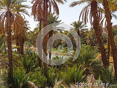 Algerian Sahara desert Thaghit Bechar Stock Photo