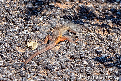 Algerian Sand Lizard - Psammodromus algirus, Algarve, Portugal Stock Photo