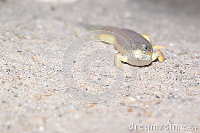 Algerian skink Stock Photo