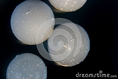 Alginate is a cell wall component of marine brown algae for education. Stock Photo