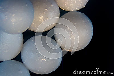 Alginate is a cell wall component of marine brown algae for education. Stock Photo