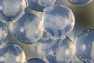 Alginate is a cell wall component of marine brown algae for education. Stock Photo
