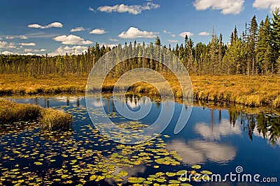 Algonquin Park Autumn Stock Photo