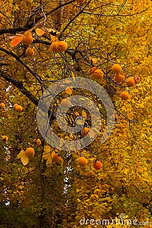 The Alhambra autumn`s trees Stock Photo