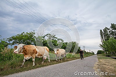 Peasant senior man conducting his herd of cows on a street of Alibunar a small agricultural village of Voivodina Editorial Stock Photo