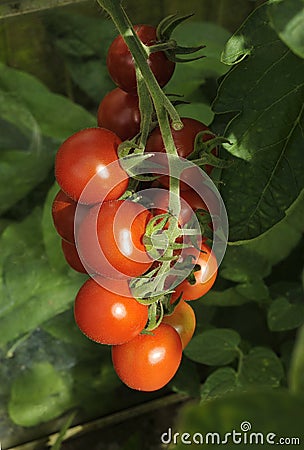 Alicante Tomatoes on the vine Stock Photo