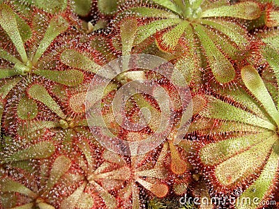 Alice sundew Stock Photo