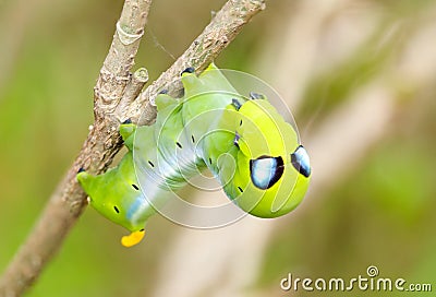 Alien caterpillar Stock Photo