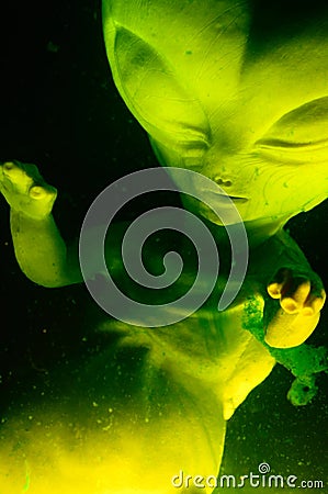 Alien Fetus Stock Photo