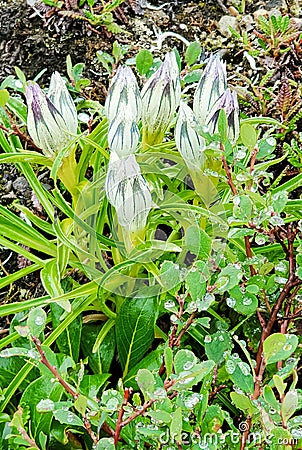 Alien like flowers with dew drops Stock Photo