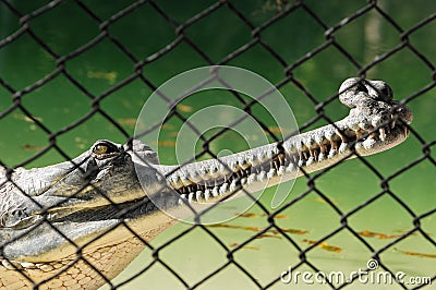 Aligator Stock Photo