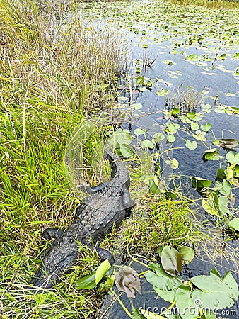 Aligator in the grass, Everglades naional park, Florida, USA Stock Photo