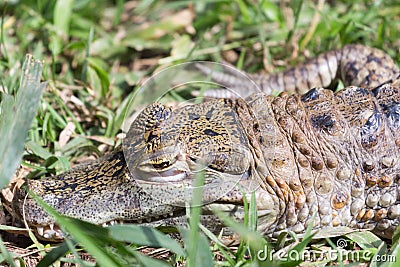 Aligator on grass Stock Photo