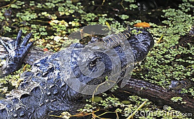 Aligator and his babies in Everglades National Park Stock Photo