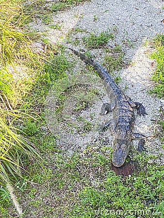 Aligator resting, Everglades naional park, Florida, USA Stock Photo