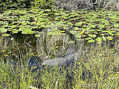 Aligator resting, Everglades naional park, Florida, USA Stock Photo