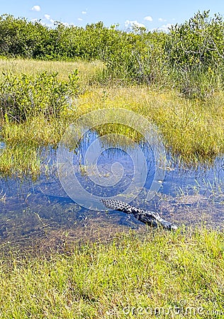Aligator resting in water, Everglades naional park, Florida, USA Stock Photo