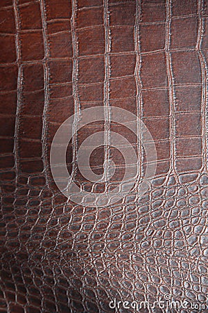 Aligator Skin. Crocodile Skin Stock Photo