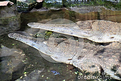 aligators are resting in the water Stock Photo