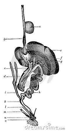 Alimentary Canal of a Bird, vintage illustration Vector Illustration