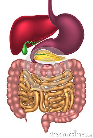 Alimentary Canal Digestive System Vector Illustration