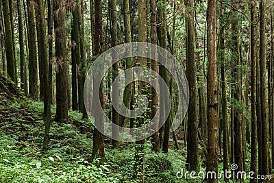 Alishan, Chiayi City, Taiwan primeval forest Stock Photo