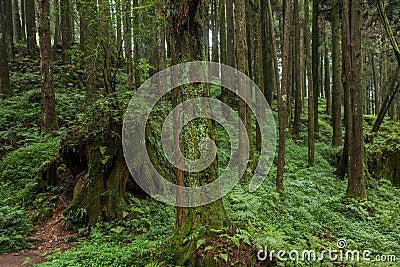 Alishan, Chiayi City, Taiwan primeval forest Stock Photo