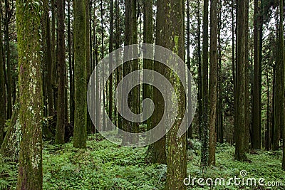 Alishan, Chiayi City, Taiwan primeval forest Stock Photo