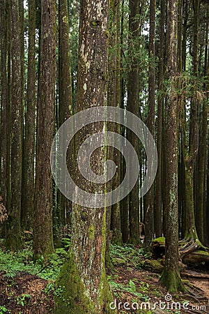 Alishan, Chiayi City, Taiwan primeval forest Stock Photo